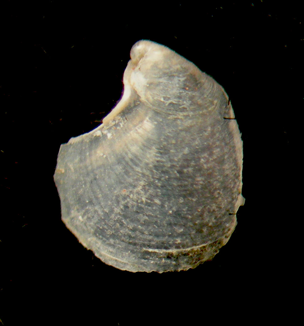 Petalifera